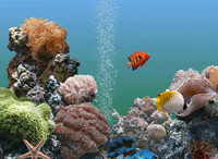 Морской аквариум - заставка для рабочего стола скачать